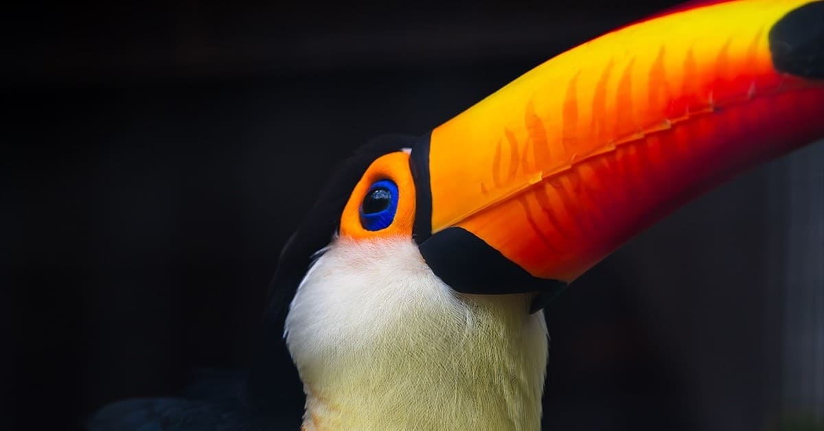 El tucan en la cop16 en frixio hecho a mano imagen destacada